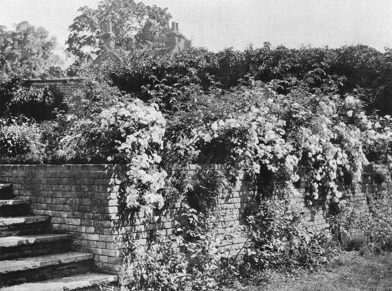 Rosas en racimo de Charles Latham