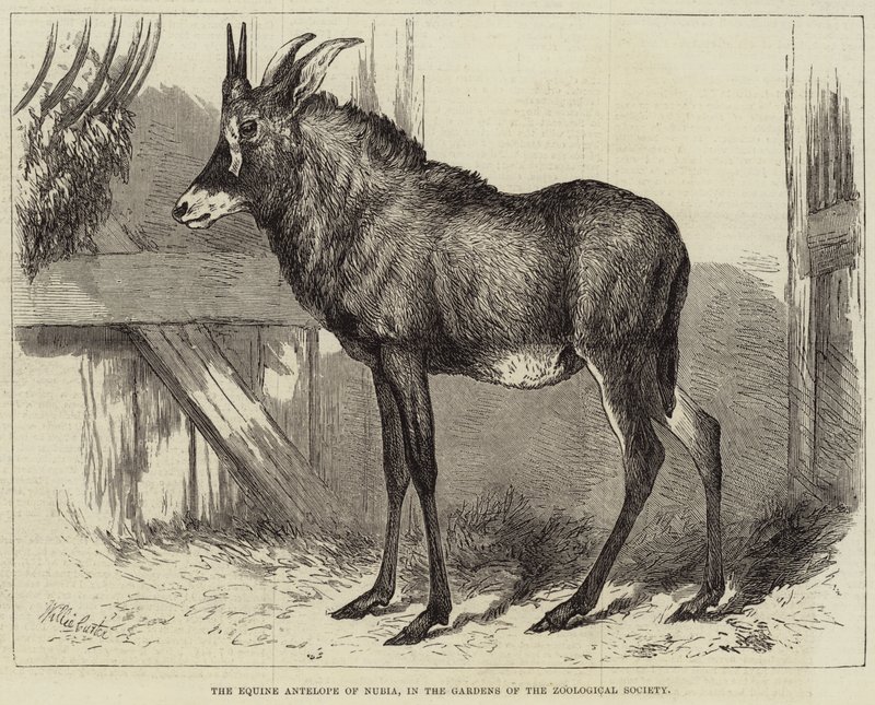 El antílope equino de Nubia, en los jardines de la Sociedad Zoológica de Charles William Carter