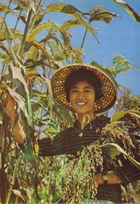Taiwán: Sorgo con el que se elabora el vino Kaoliang de Chinese Photographer