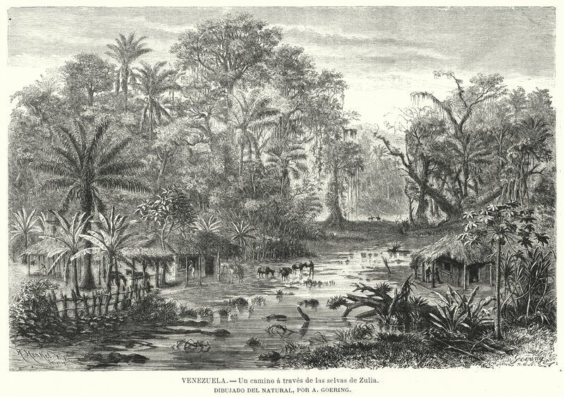 Camino a través de las selvas de Zulia, Venezuela de Christian Anton Goering