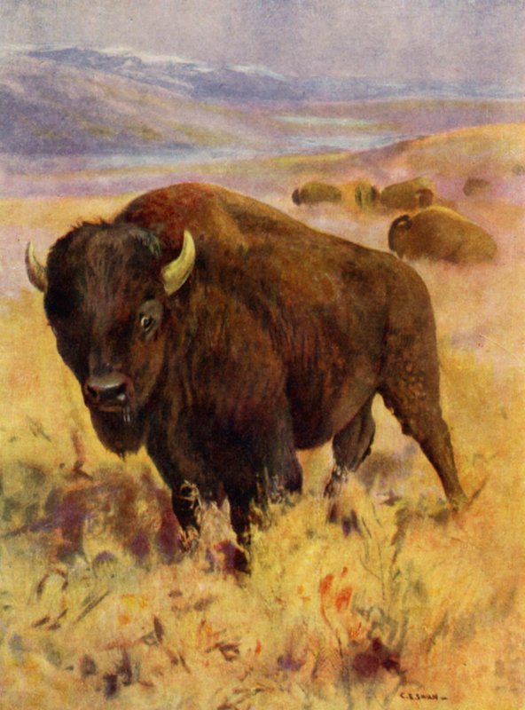 En el zoológico: bisonte (litografia en color) de Cuthbert Edmund Swan