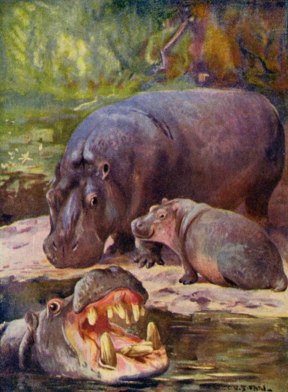 En el zoológico: hipopótamo (litografia en color) de Cuthbert Edmund Swan