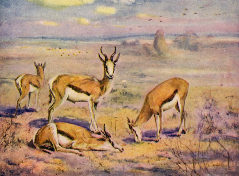 En el zoológico: Springboks (litografia en color) de Cuthbert Edmund Swan