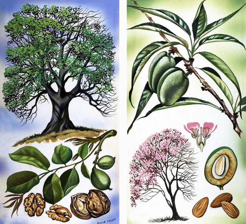 Todo tipo de frutos secos: Nueces y Almendras de David Pratt