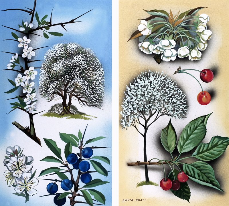 Todo tipo de frutales silvestres: Espino negro y cerezo silvestre de David Pratt