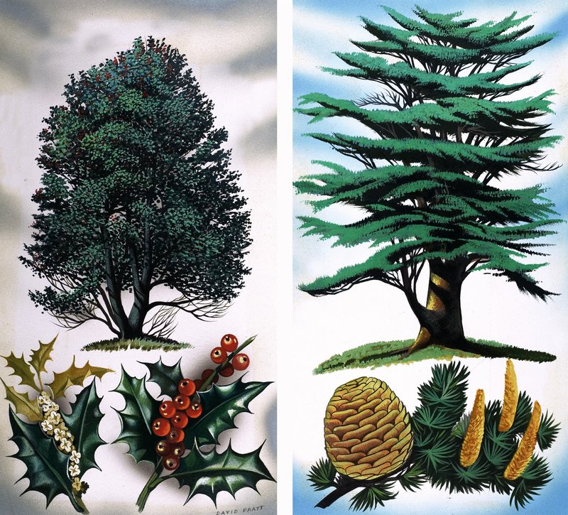 Árboles que se ven: Acebo y Cedro de David Pratt