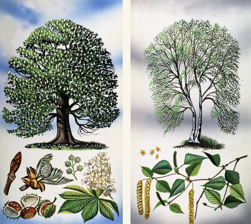 Árboles que se ven: Castaño de Indias y Abedul Plateado de David Pratt