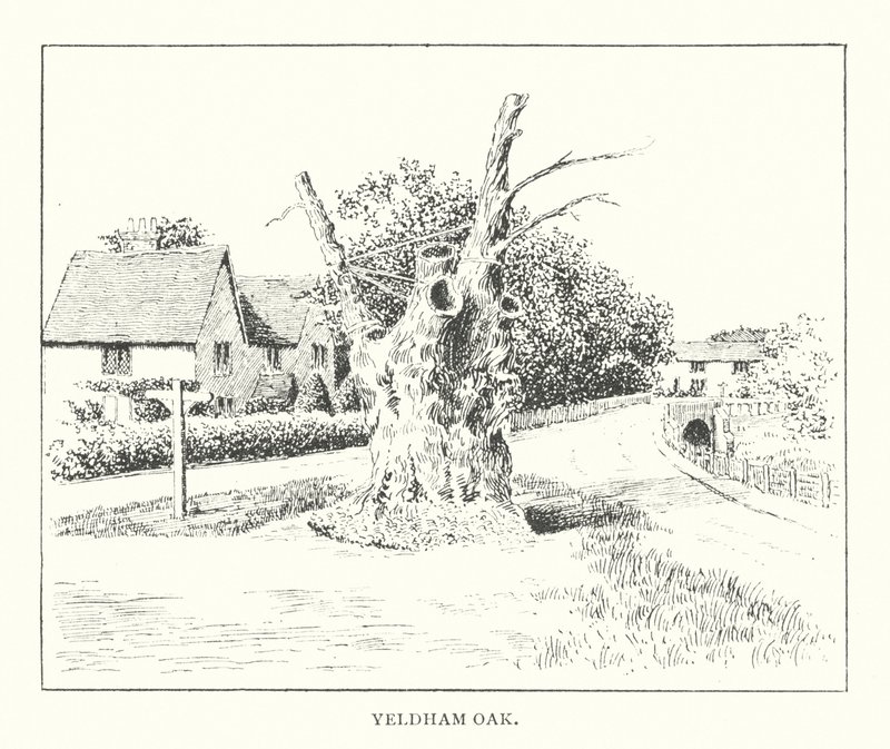Roble de Yeldham (litografía) de Duncan Moul