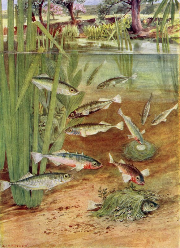 Espinosos y sus Nidos de E.H. Fitchew