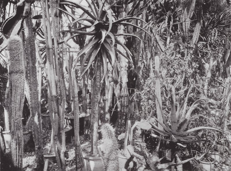Jardines de Kew, hacia 1900 (foto en blanco y negro) de E. J. Wallis