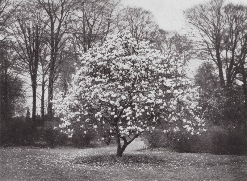 Jardines de Kew, hacia 1900 (foto en blanco y negro) de E. J. Wallis