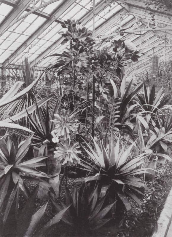Jardines de Kew, hacia 1900 (foto en blanco y negro) de E. J. Wallis
