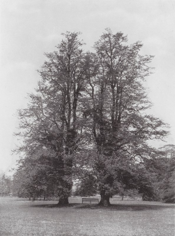 Jardines de Kew, hacia 1900 (foto en blanco y negro) de E. J. Wallis