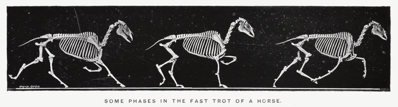 Algunas fases del trote rápido de un caballo de Eadweard Muybridge