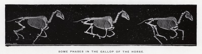 Algunas fases del galope del caballo de Eadweard Muybridge