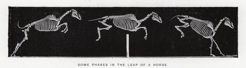 Eadweard Muybridge: Algunas fases en el salto de un caballo de Eadweard Muybridge