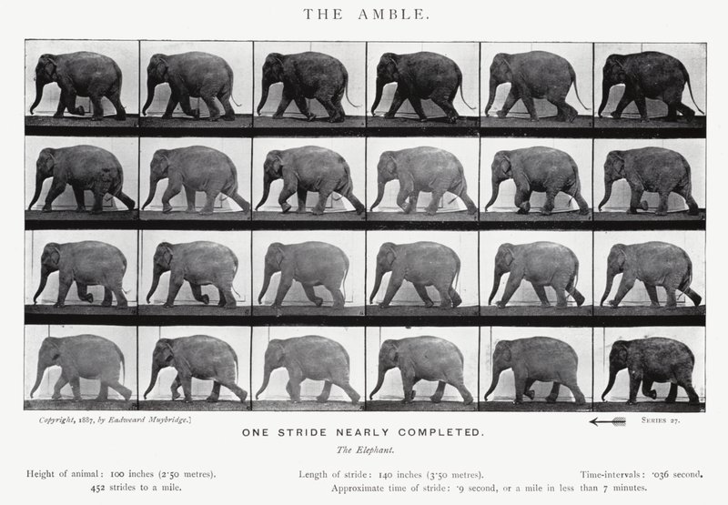 Eadweard Muybridge: El Paso Lento de Eadweard Muybridge