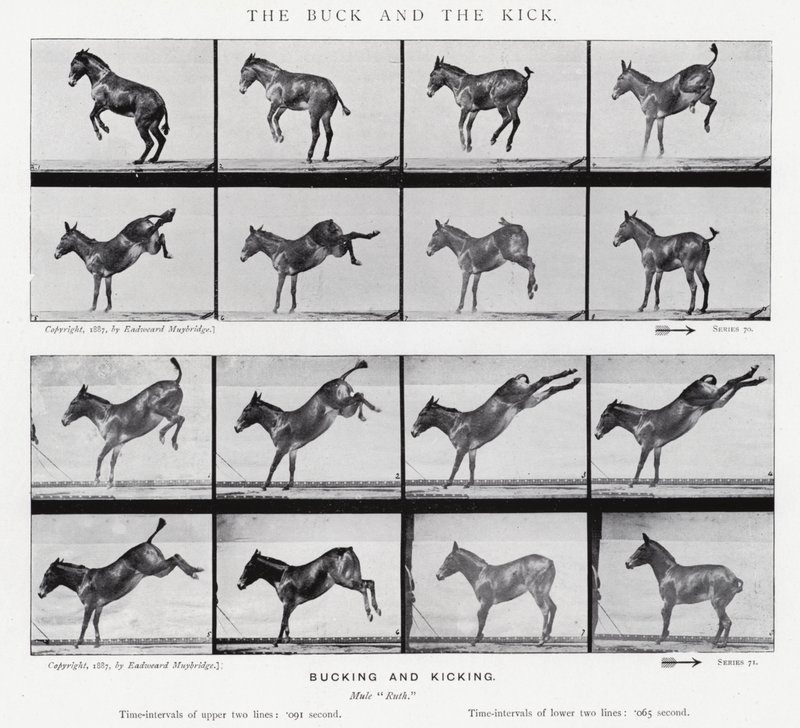 Eadweard Muybridge: La Patada y el Coletazo de Eadweard Muybridge