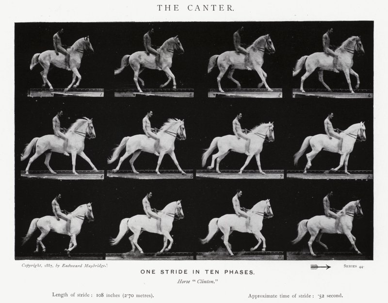 Eadweard Muybridge: El Galope Corto de Eadweard Muybridge
