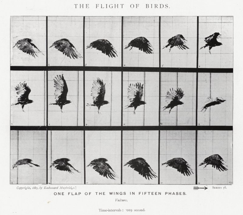 Eadweard Muybridge: El Vuelo de los Pájaros de Eadweard Muybridge