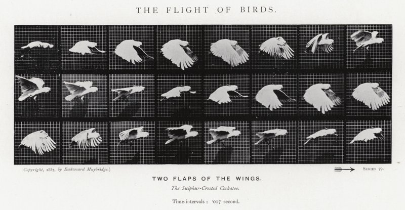 Eadweard Muybridge: El Vuelo de los Pájaros de Eadweard Muybridge