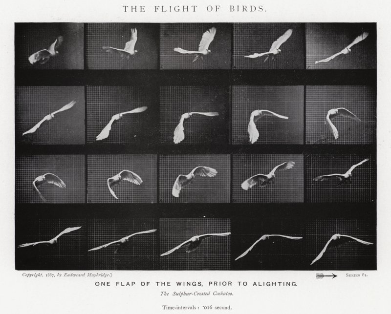 Eadweard Muybridge: El Vuelo de los Pájaros de Eadweard Muybridge