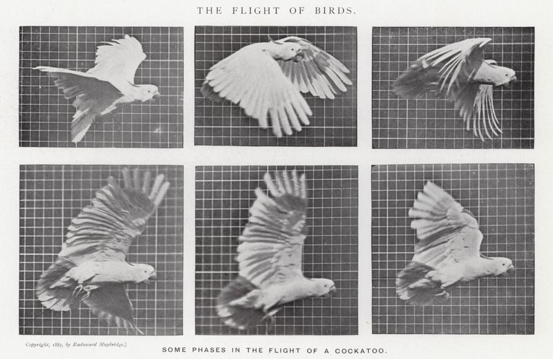Eadweard Muybridge: El vuelo de los pájaros (foto en b/n) de Eadweard Muybridge