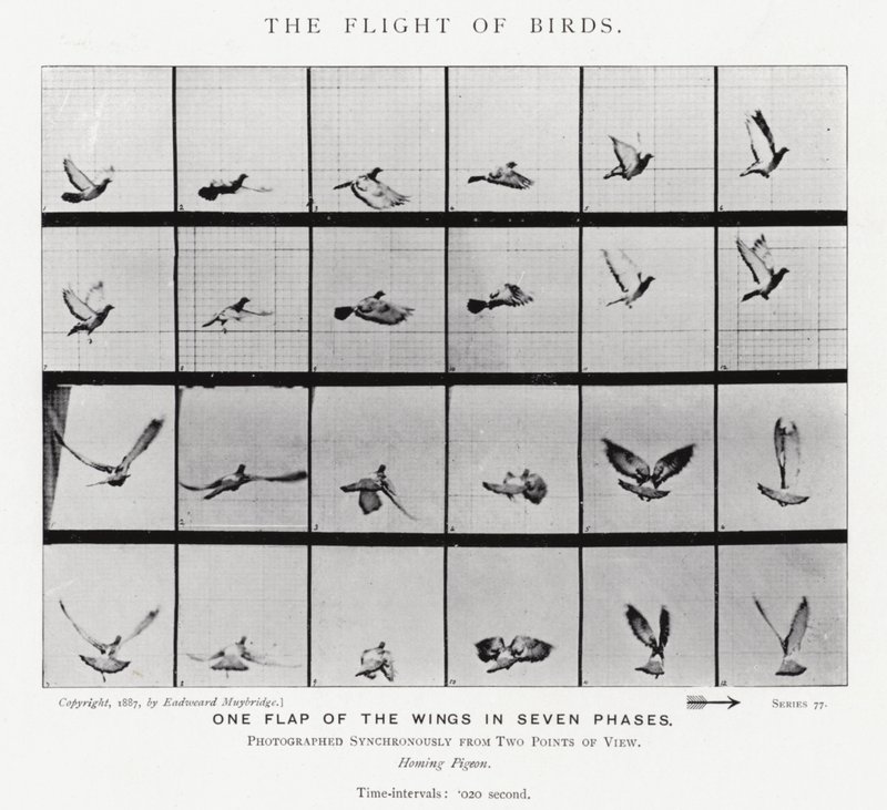El Vuelo de los Pájaros de Eadweard Muybridge