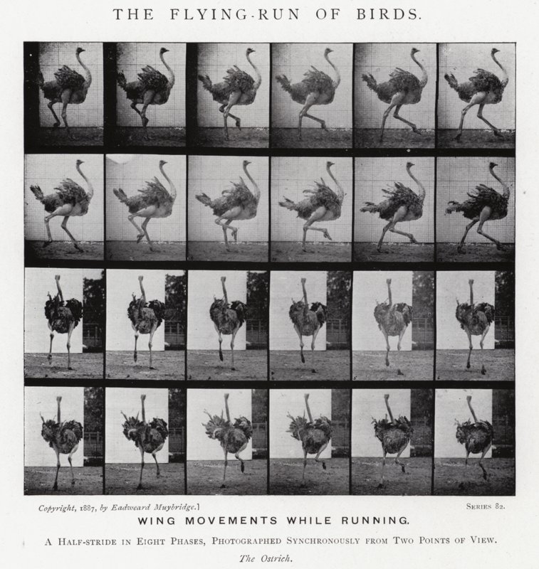 El Vuelo-Carrera de los Pájaros de Eadweard Muybridge