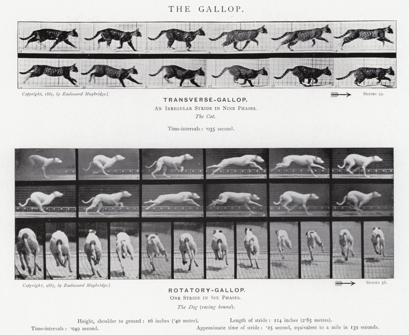 Eadweard Muybridge: El Galope de Eadweard Muybridge