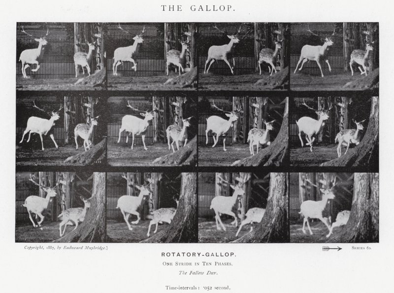 Eadweard Muybridge: El Galope de Eadweard Muybridge