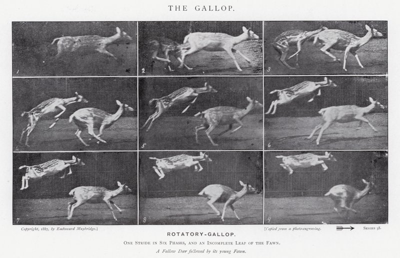 Eadweard Muybridge: El Galope de Eadweard Muybridge