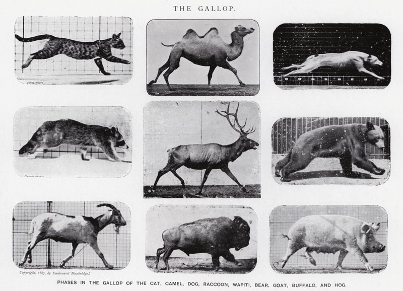 Eadweard Muybridge: El Galope de Eadweard Muybridge