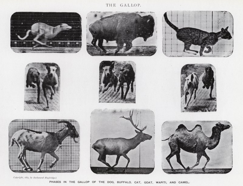 Eadweard Muybridge: El galope (foto en b/n) de Eadweard Muybridge