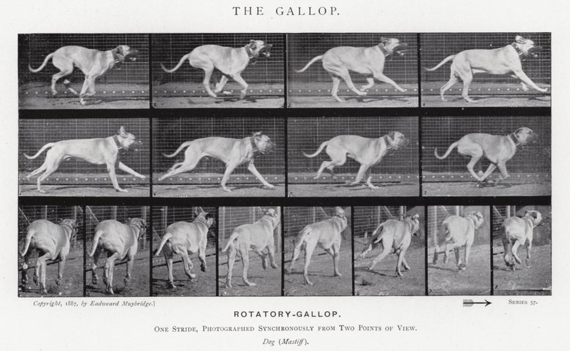 El Galope de Eadweard Muybridge