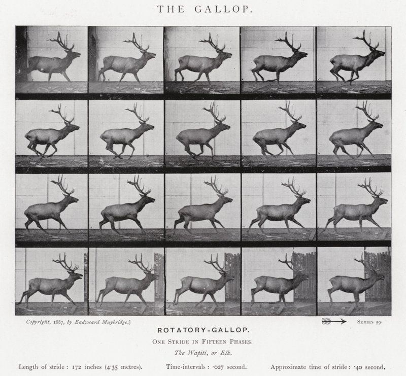 El Galope de Eadweard Muybridge