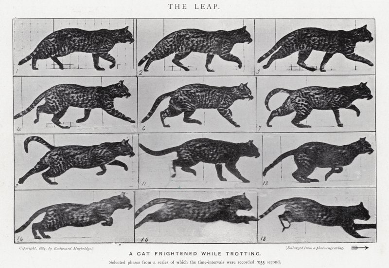 Eadweard Muybridge: El salto (foto en b/n) de Eadweard Muybridge