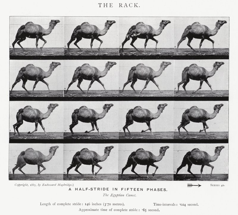 Eadweard Muybridge: El Galope Largo de Eadweard Muybridge