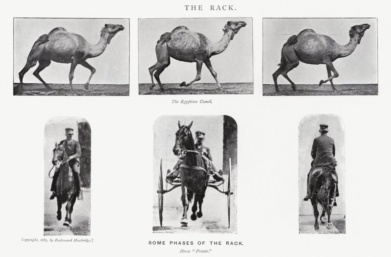 El Paso Rápido de Eadweard Muybridge