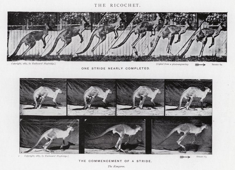Eadweard Muybridge: El Rebote de Eadweard Muybridge