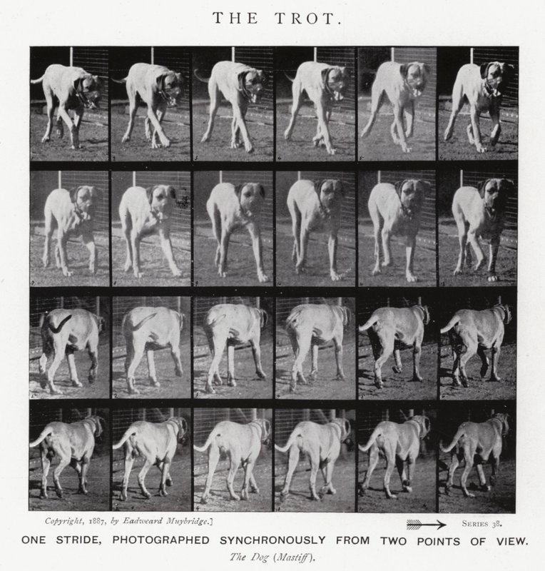 Eadweard Muybridge: El Trote de Eadweard Muybridge