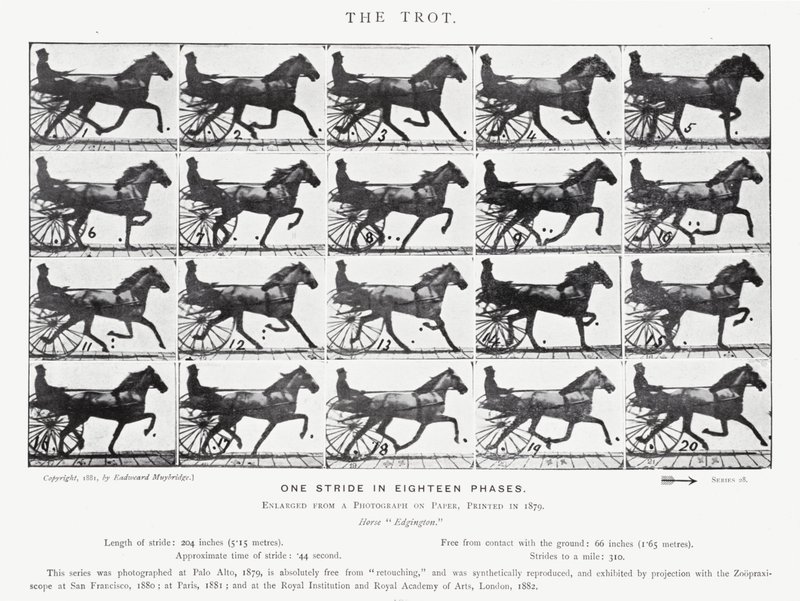 Eadweard Muybridge: El Trote de Eadweard Muybridge