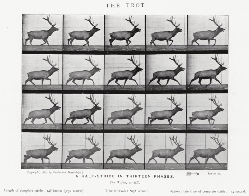 Eadweard Muybridge: El Trote de Eadweard Muybridge