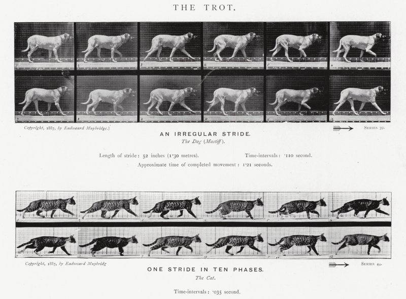 Eadweard Muybridge: El Trote de Eadweard Muybridge