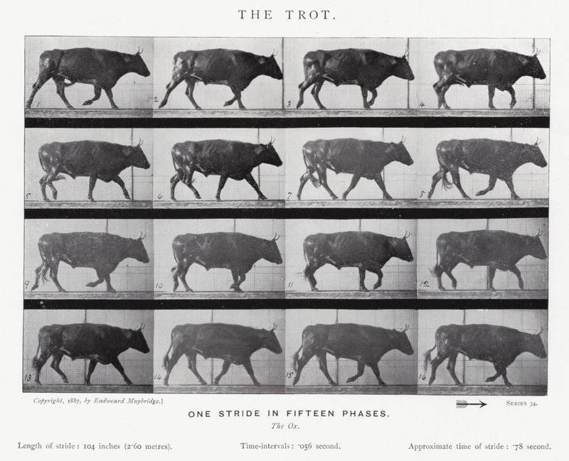 Eadweard Muybridge: El Trote de Eadweard Muybridge