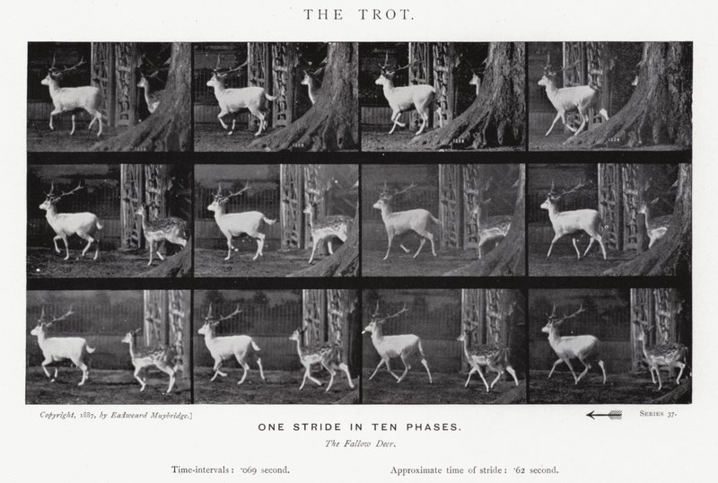 El Trote de Eadweard Muybridge