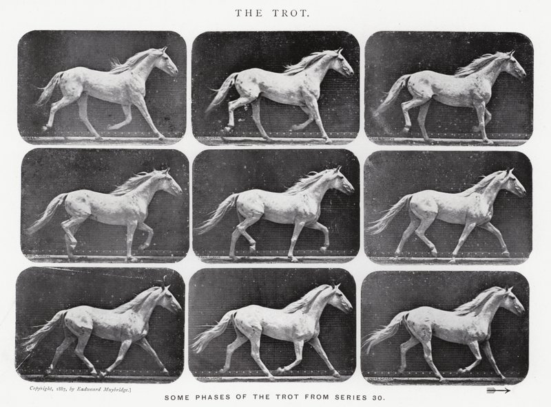 El Trote de Eadweard Muybridge