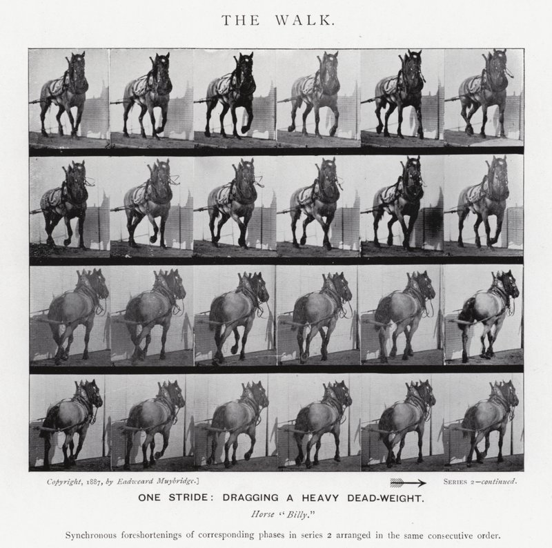 Eadweard Muybridge: El Paseo de Eadweard Muybridge