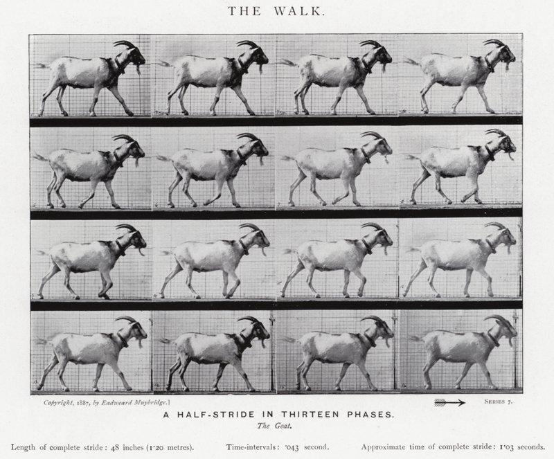 Eadweard Muybridge: El Paseo de Eadweard Muybridge