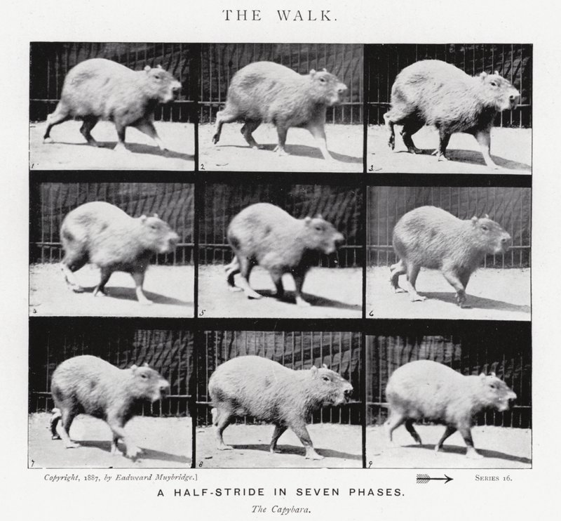 Eadweard Muybridge: El Paseo de Eadweard Muybridge